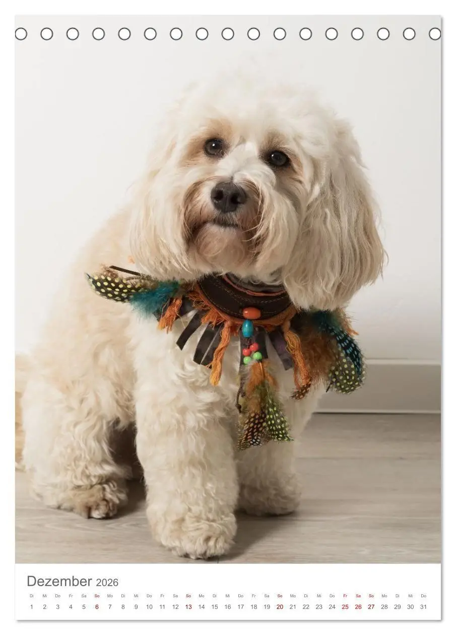Bild: 9783516655070 | Maltipoo - Malteser - Pudel 2026 (Tischkalender 2026 DIN A5 hoch),...
