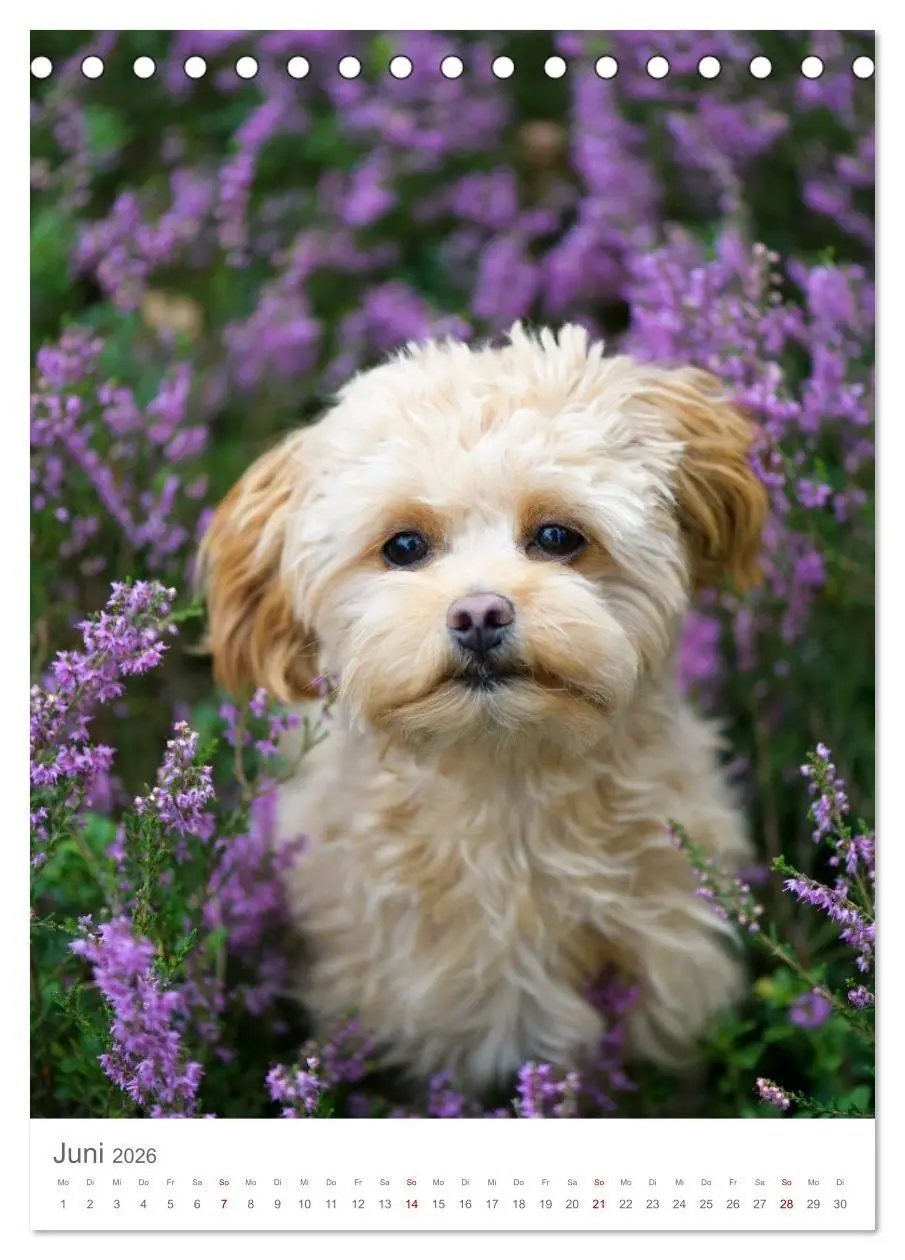 Bild: 9783516655070 | Maltipoo - Malteser - Pudel 2026 (Tischkalender 2026 DIN A5 hoch),...