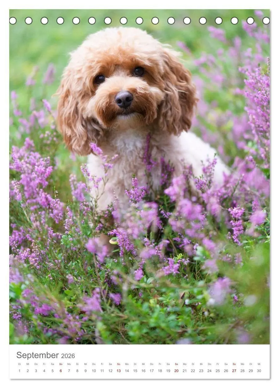Bild: 9783516655070 | Maltipoo - Malteser - Pudel 2026 (Tischkalender 2026 DIN A5 hoch),...