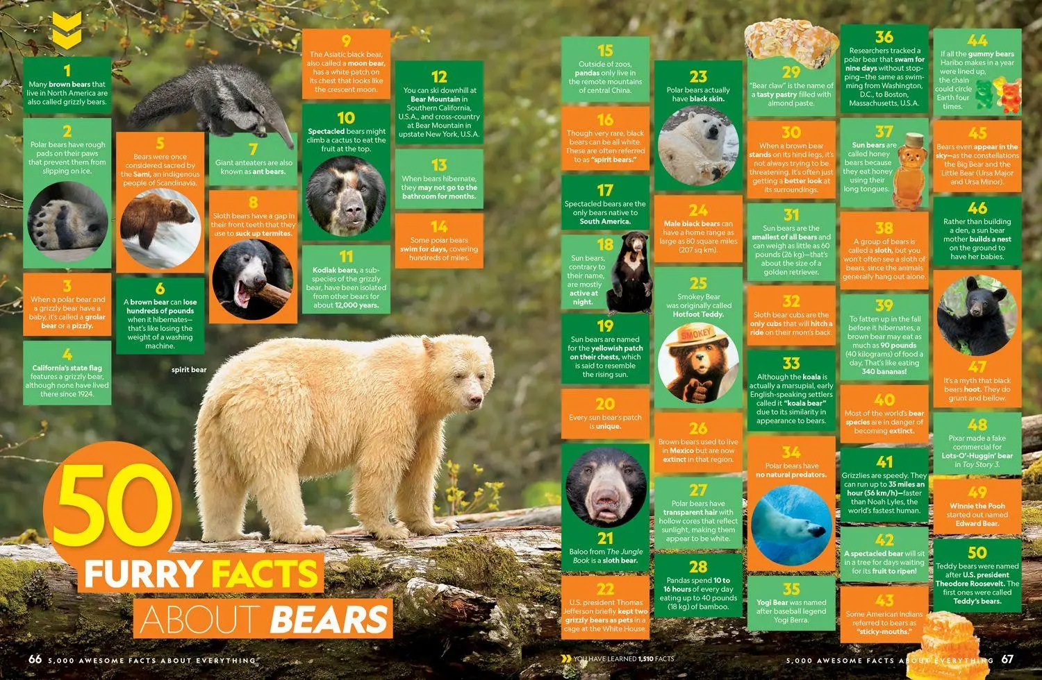Bild: 9780008825270 | 5000 AWESOME_NATIONAL GE IE HB | National Geographic Kids | Buch
