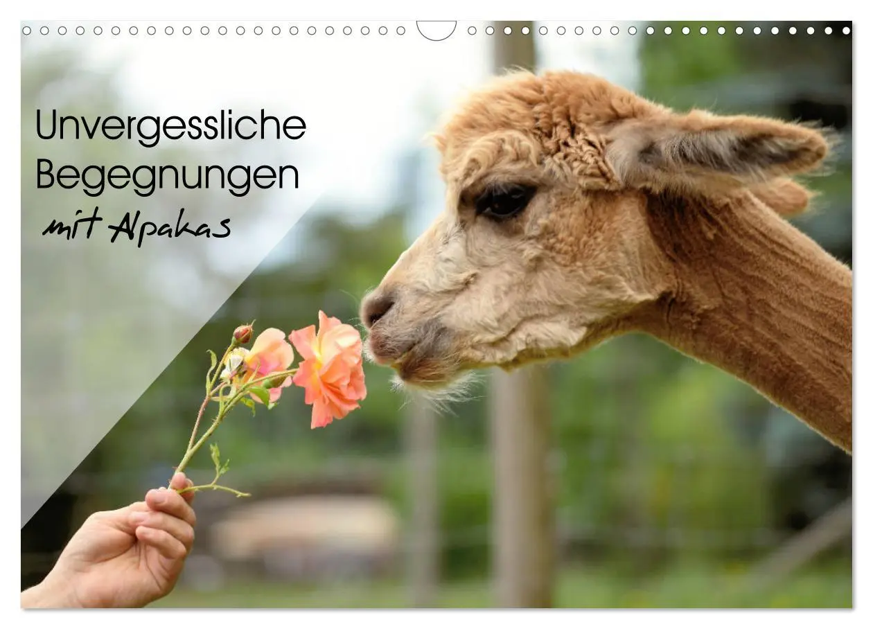 Cover: 9783457855270 | Unvergessliche Begegnungen mit Alpakas (Wandkalender 2026 DIN A3...
