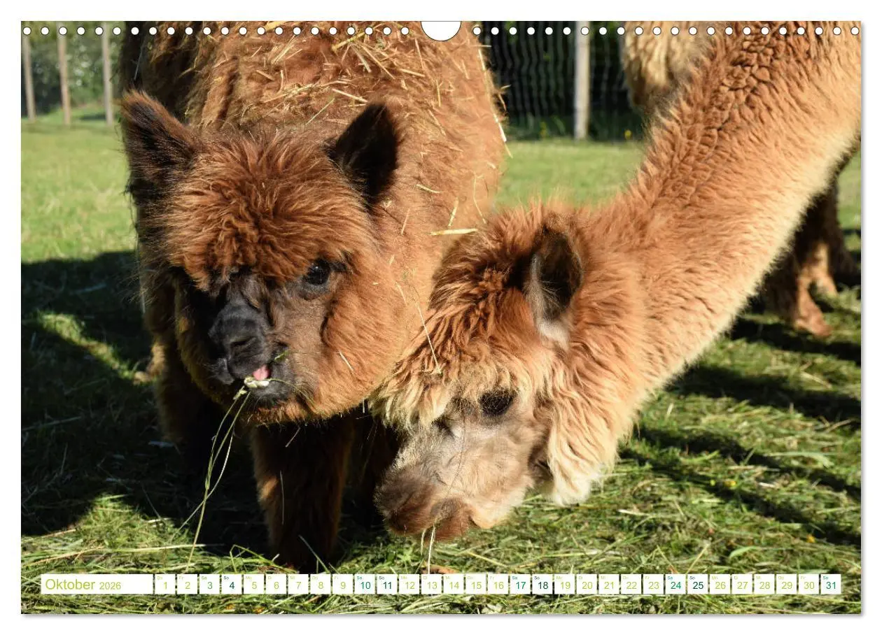 Bild: 9783457855270 | Unvergessliche Begegnungen mit Alpakas (Wandkalender 2026 DIN A3...