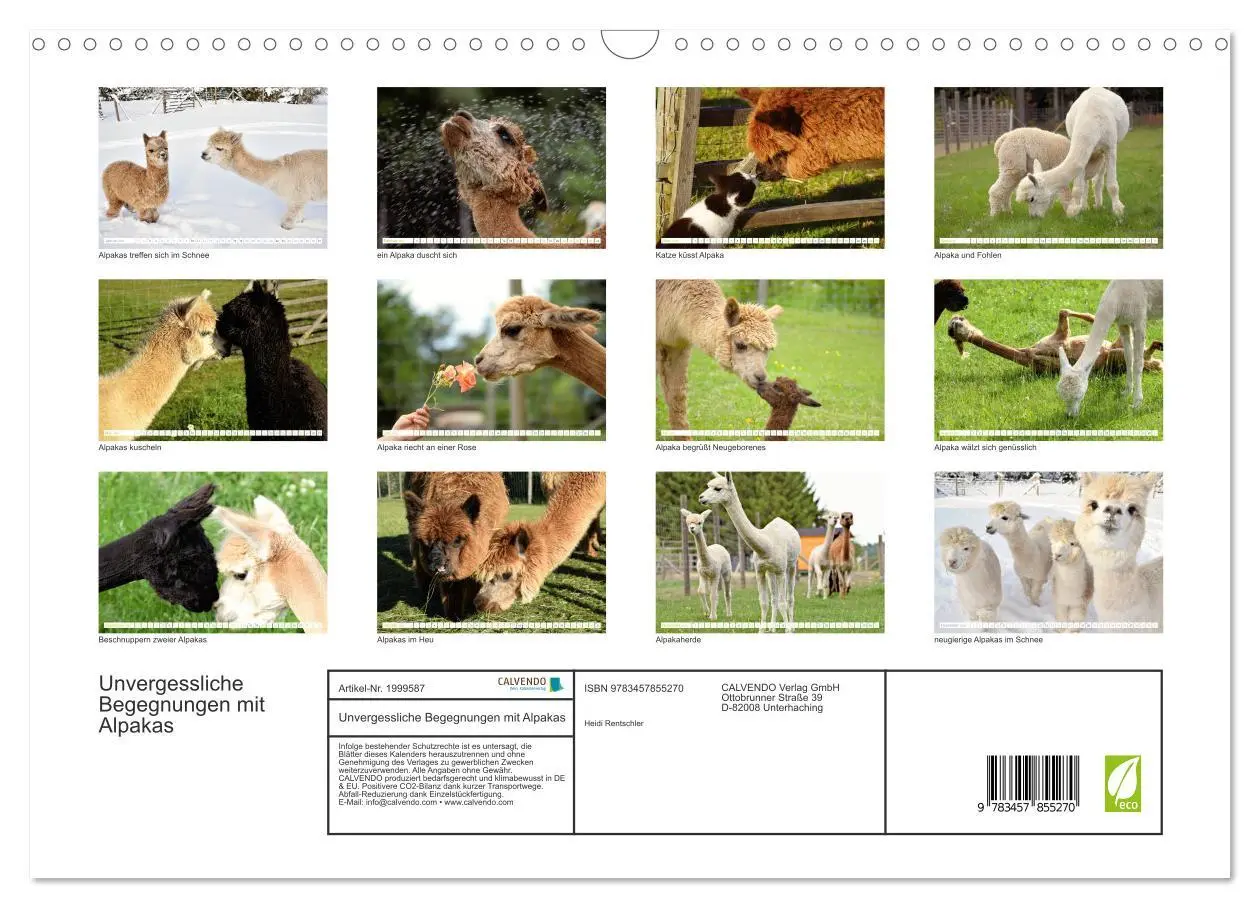 Bild: 9783457855270 | Unvergessliche Begegnungen mit Alpakas (Wandkalender 2026 DIN A3...