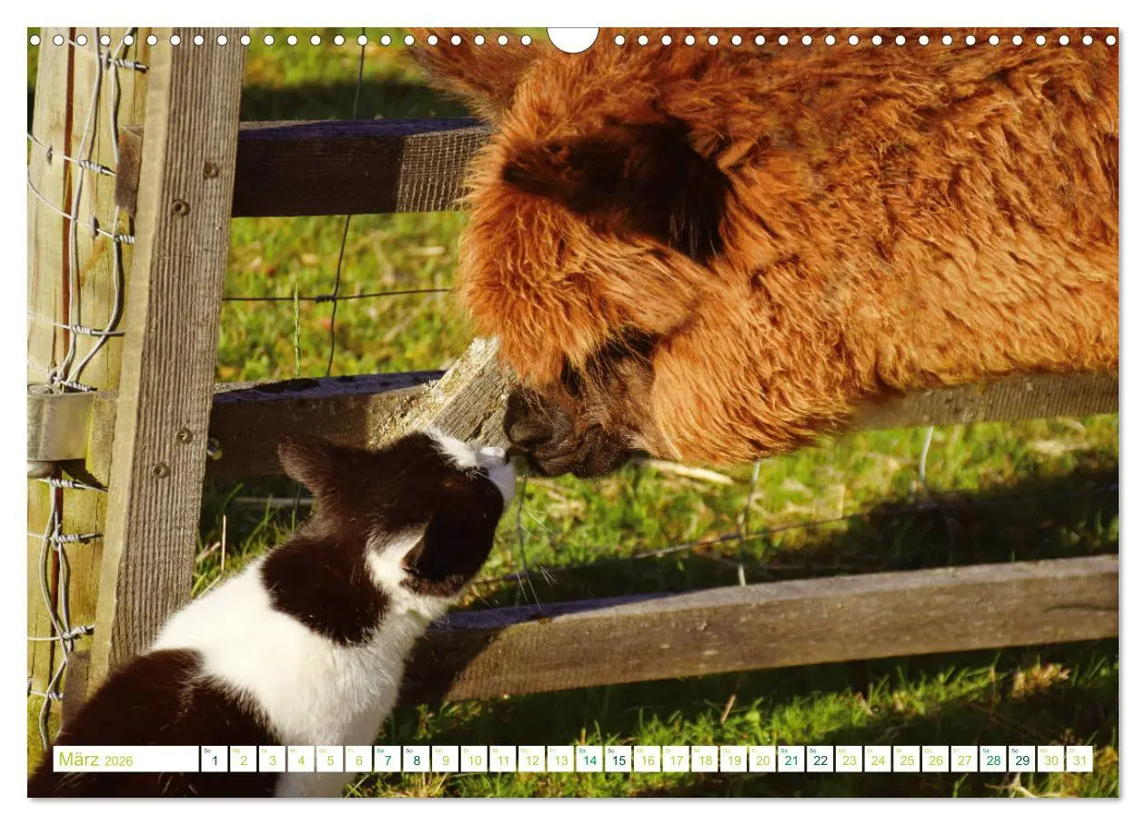Bild: 9783457855270 | Unvergessliche Begegnungen mit Alpakas (Wandkalender 2026 DIN A3...