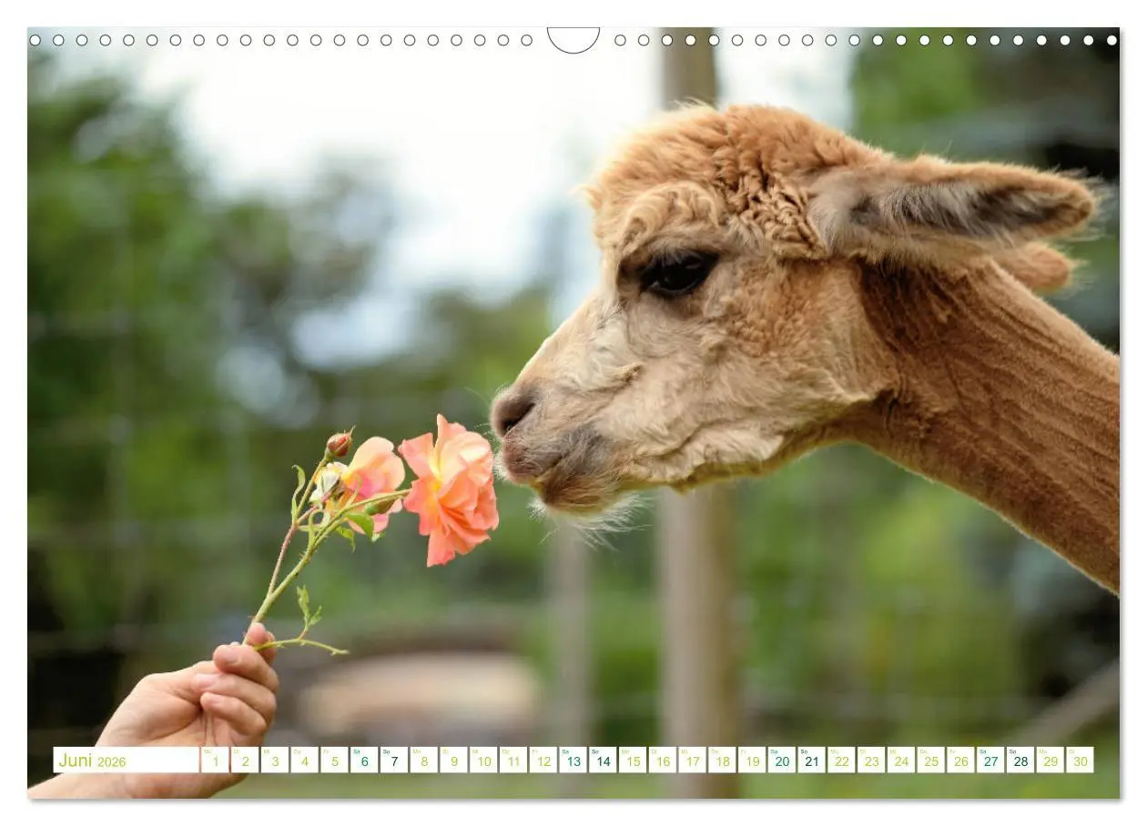 Bild: 9783457855270 | Unvergessliche Begegnungen mit Alpakas (Wandkalender 2026 DIN A3...