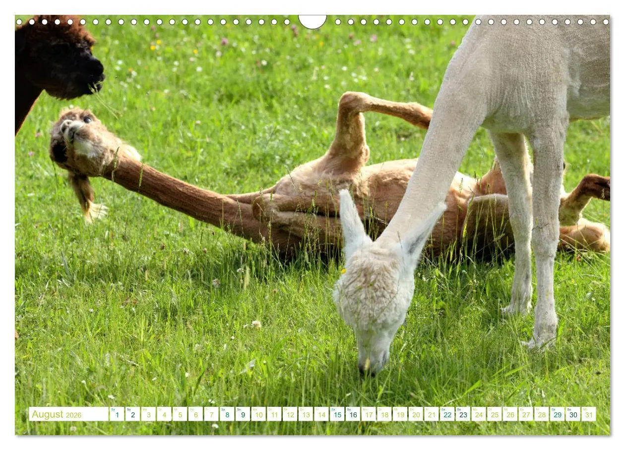 Bild: 9783457855270 | Unvergessliche Begegnungen mit Alpakas (Wandkalender 2026 DIN A3...
