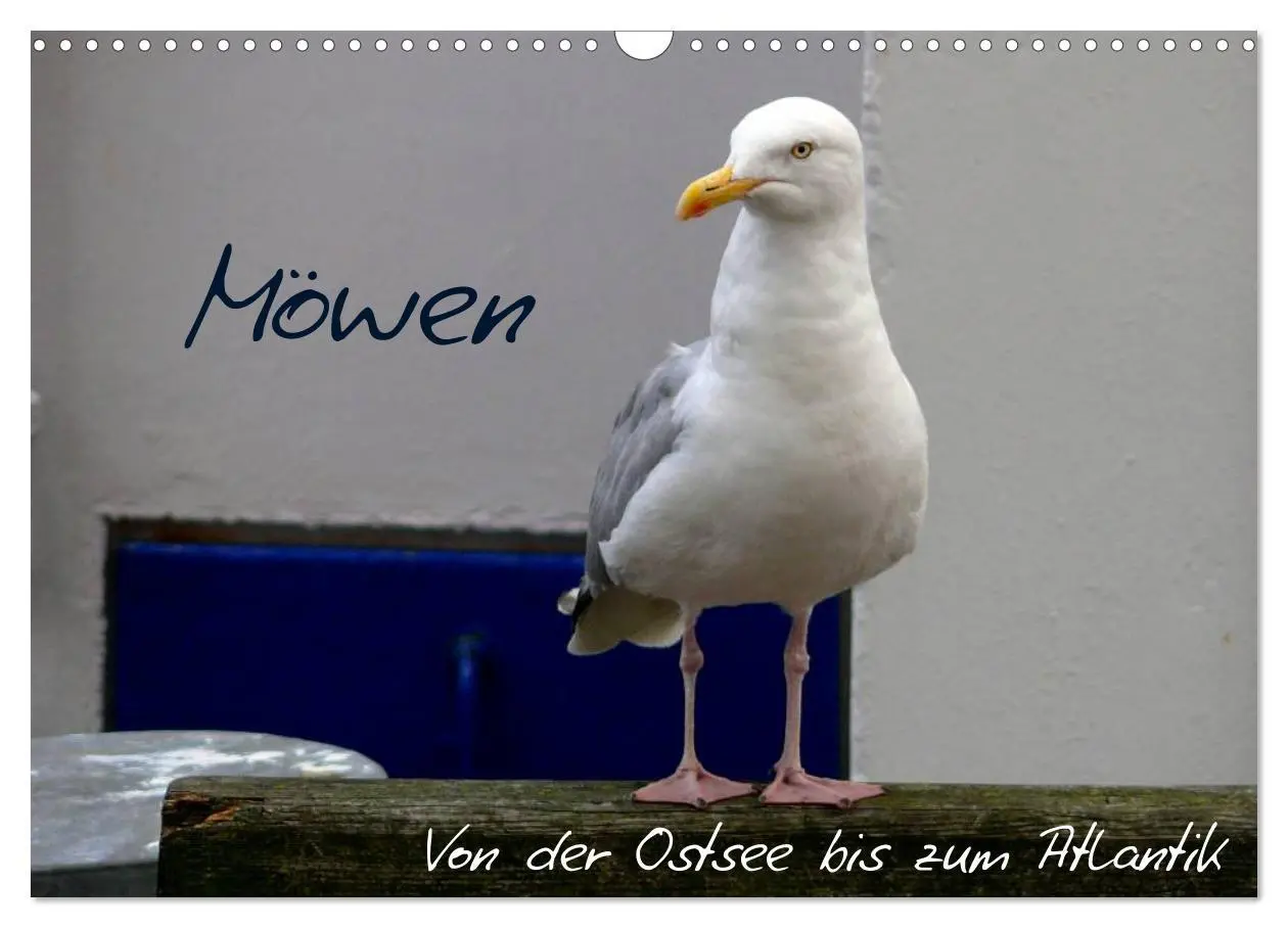 Cover: 9783516175370 | Möwen - Von der Ostsee bis zum Atlantik (Wandkalender 2026 DIN A3...