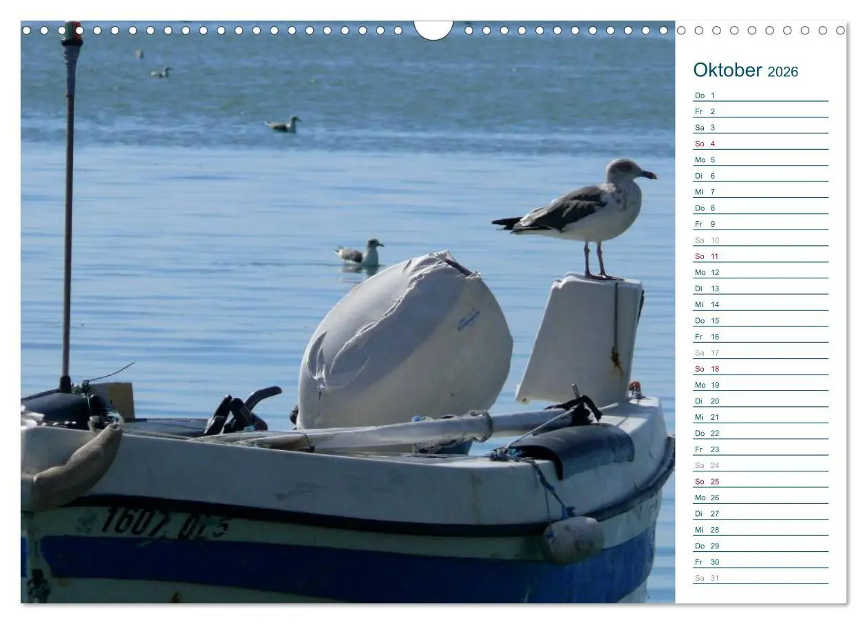 Bild: 9783516175370 | Möwen - Von der Ostsee bis zum Atlantik (Wandkalender 2026 DIN A3...
