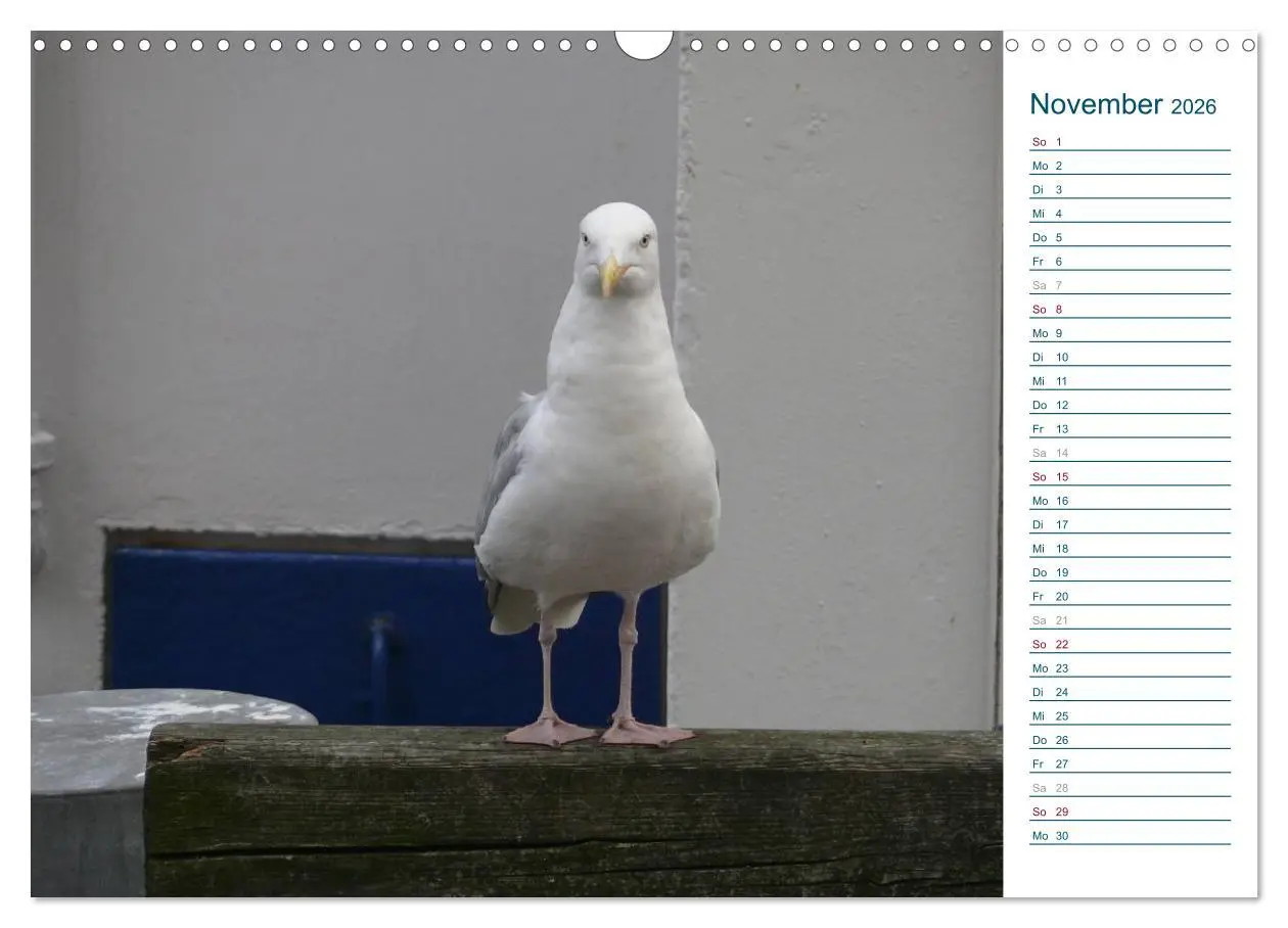 Bild: 9783516175370 | Möwen - Von der Ostsee bis zum Atlantik (Wandkalender 2026 DIN A3...