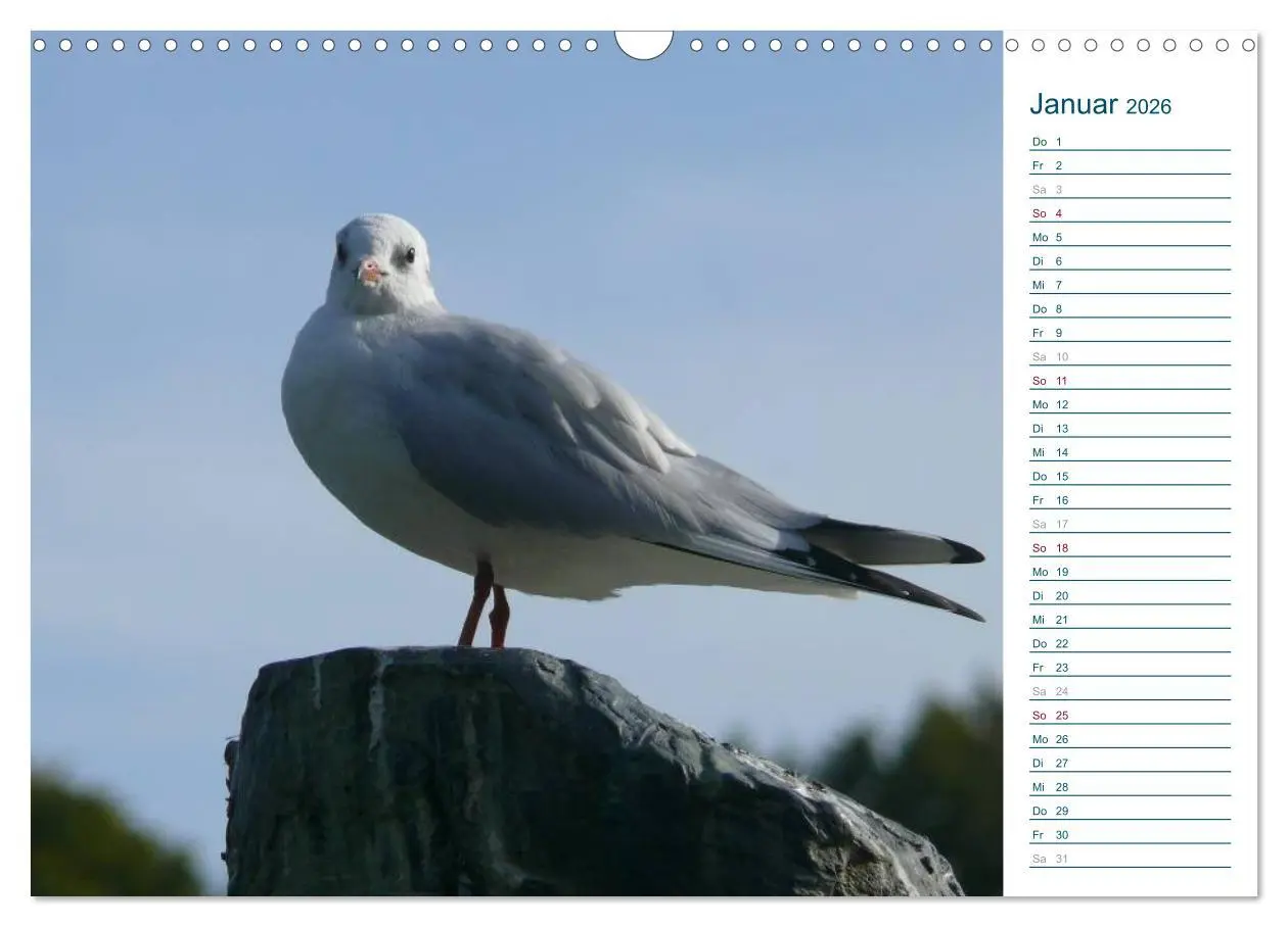Bild: 9783516175370 | Möwen - Von der Ostsee bis zum Atlantik (Wandkalender 2026 DIN A3...