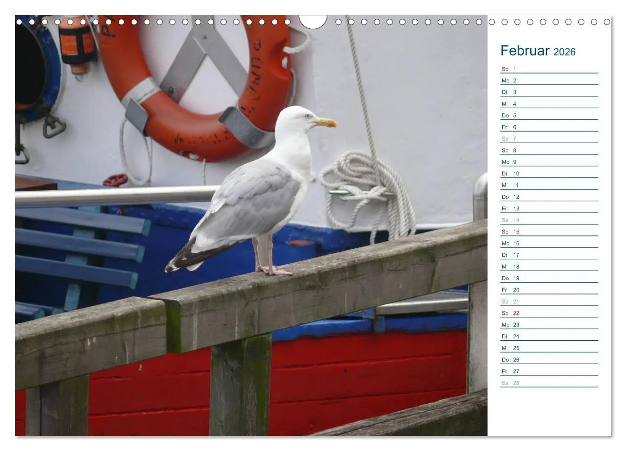 Bild: 9783516175370 | Möwen - Von der Ostsee bis zum Atlantik (Wandkalender 2026 DIN A3...