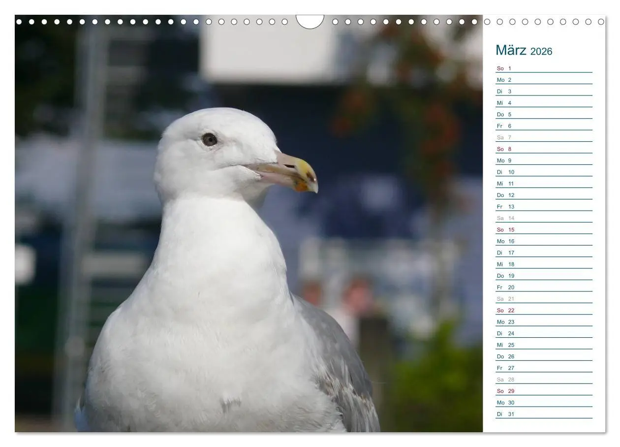 Bild: 9783516175370 | Möwen - Von der Ostsee bis zum Atlantik (Wandkalender 2026 DIN A3...