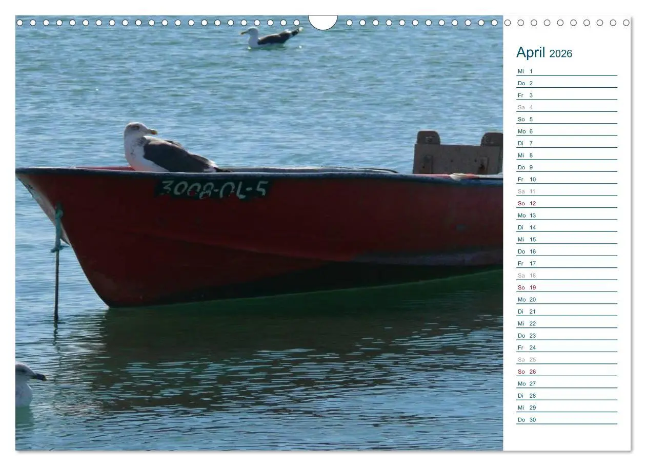 Bild: 9783516175370 | Möwen - Von der Ostsee bis zum Atlantik (Wandkalender 2026 DIN A3...