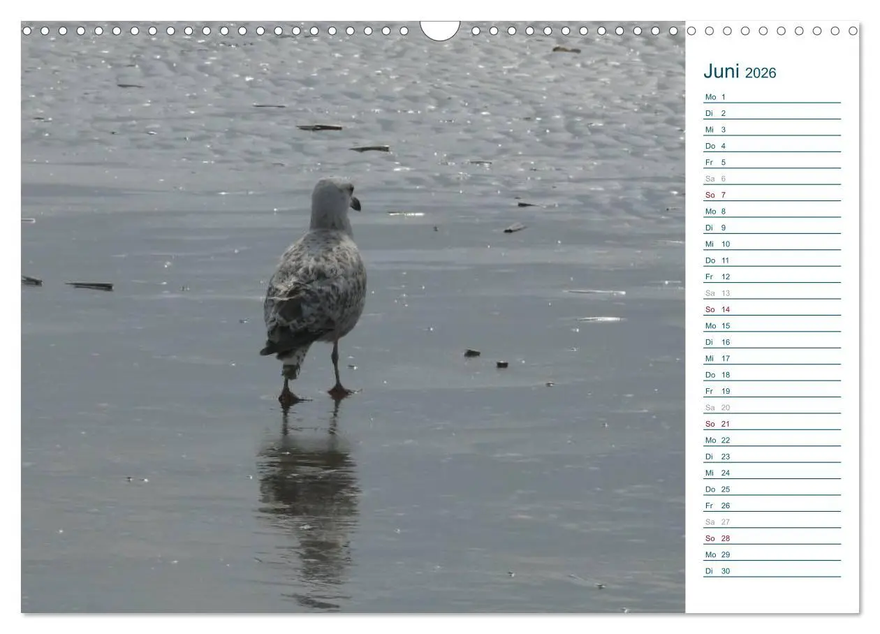 Bild: 9783516175370 | Möwen - Von der Ostsee bis zum Atlantik (Wandkalender 2026 DIN A3...