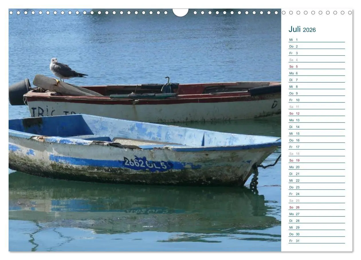 Bild: 9783516175370 | Möwen - Von der Ostsee bis zum Atlantik (Wandkalender 2026 DIN A3...
