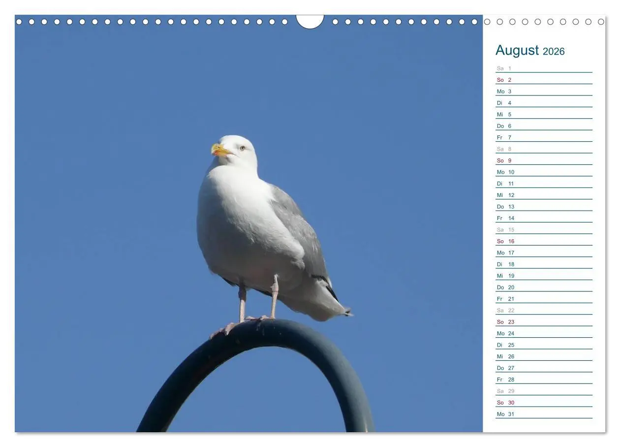 Bild: 9783516175370 | Möwen - Von der Ostsee bis zum Atlantik (Wandkalender 2026 DIN A3...