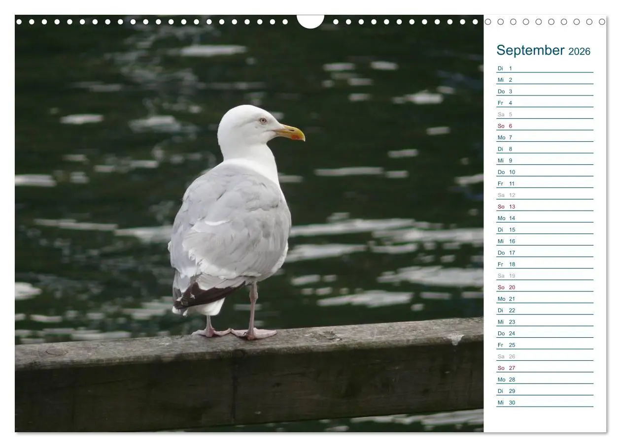 Bild: 9783516175370 | Möwen - Von der Ostsee bis zum Atlantik (Wandkalender 2026 DIN A3...
