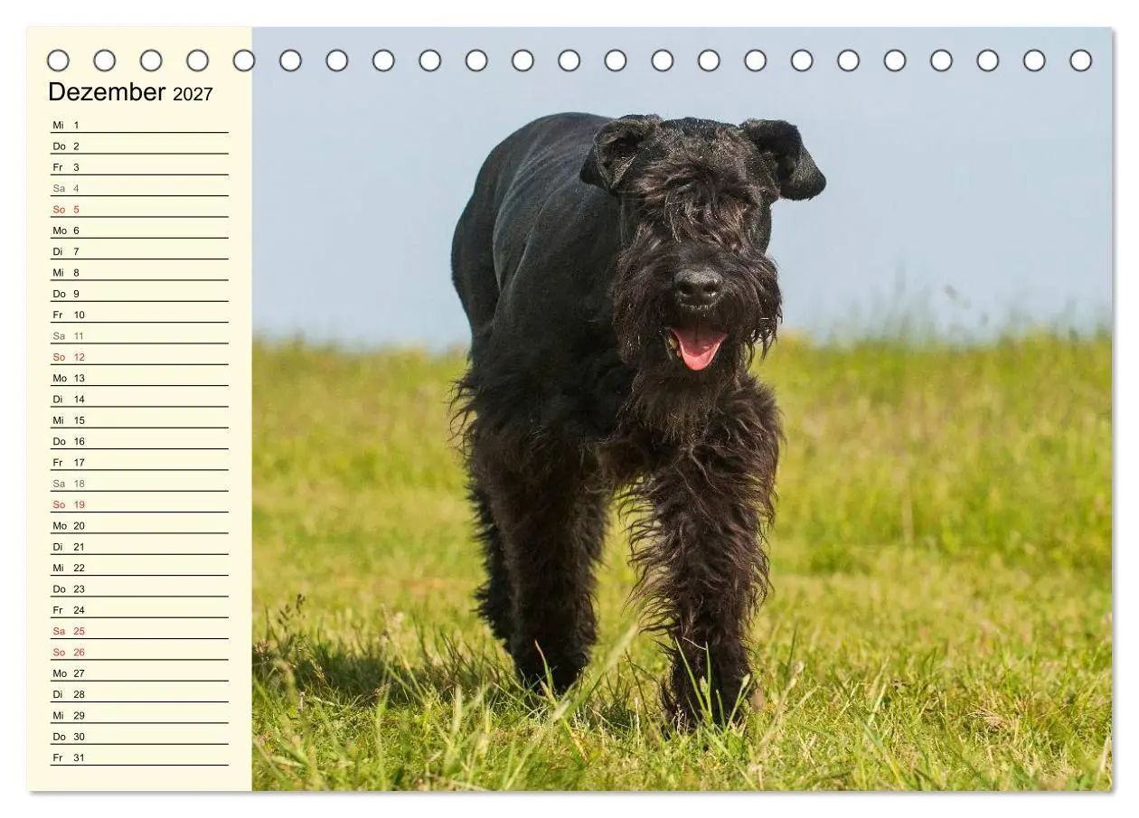 Bild: 9783569955370 | Treuer Freund Riesenschnauzer (Tischkalender 2027 DIN A5 quer),...