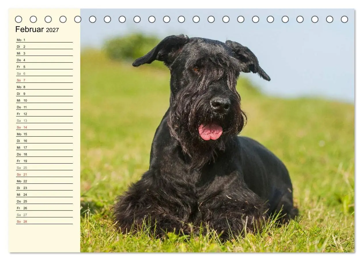 Bild: 9783569955370 | Treuer Freund Riesenschnauzer (Tischkalender 2027 DIN A5 quer),...