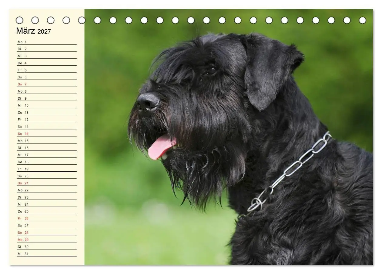 Bild: 9783569955370 | Treuer Freund Riesenschnauzer (Tischkalender 2027 DIN A5 quer),...