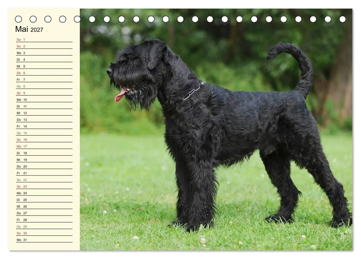 Bild: 9783569955370 | Treuer Freund Riesenschnauzer (Tischkalender 2027 DIN A5 quer),...