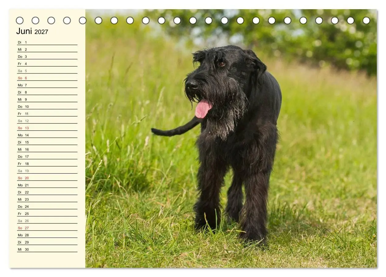 Bild: 9783569955370 | Treuer Freund Riesenschnauzer (Tischkalender 2027 DIN A5 quer),...