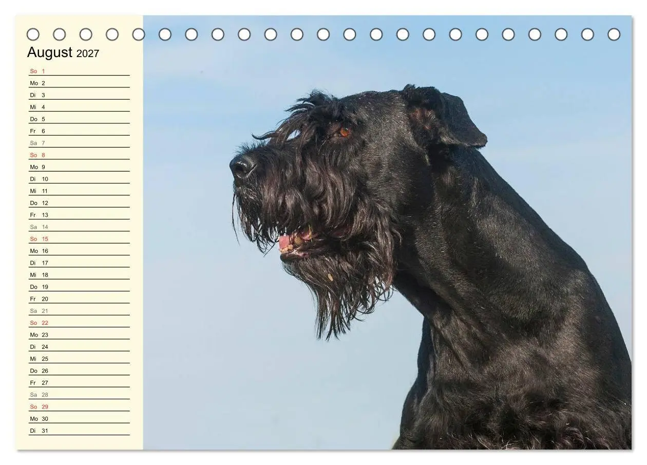 Bild: 9783569955370 | Treuer Freund Riesenschnauzer (Tischkalender 2027 DIN A5 quer),...