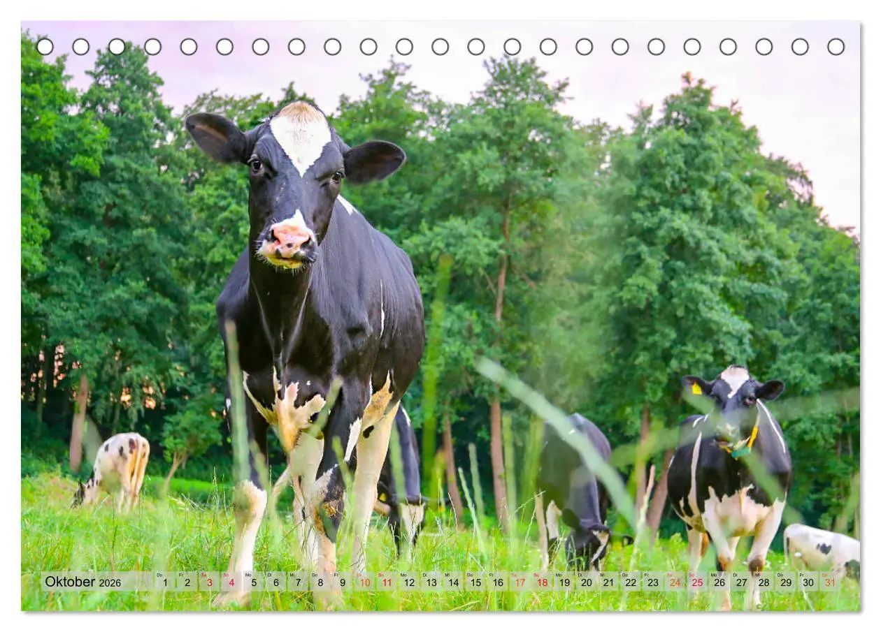 Bild: 9783457835470 | Sanfte Holsteiner (Tischkalender 2026 DIN A5 quer), CALVENDO...