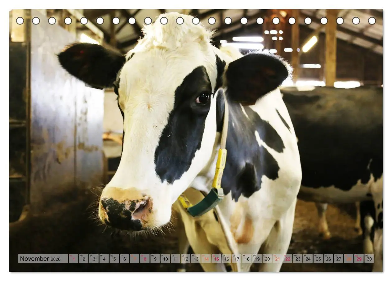 Bild: 9783457835470 | Sanfte Holsteiner (Tischkalender 2026 DIN A5 quer), CALVENDO...