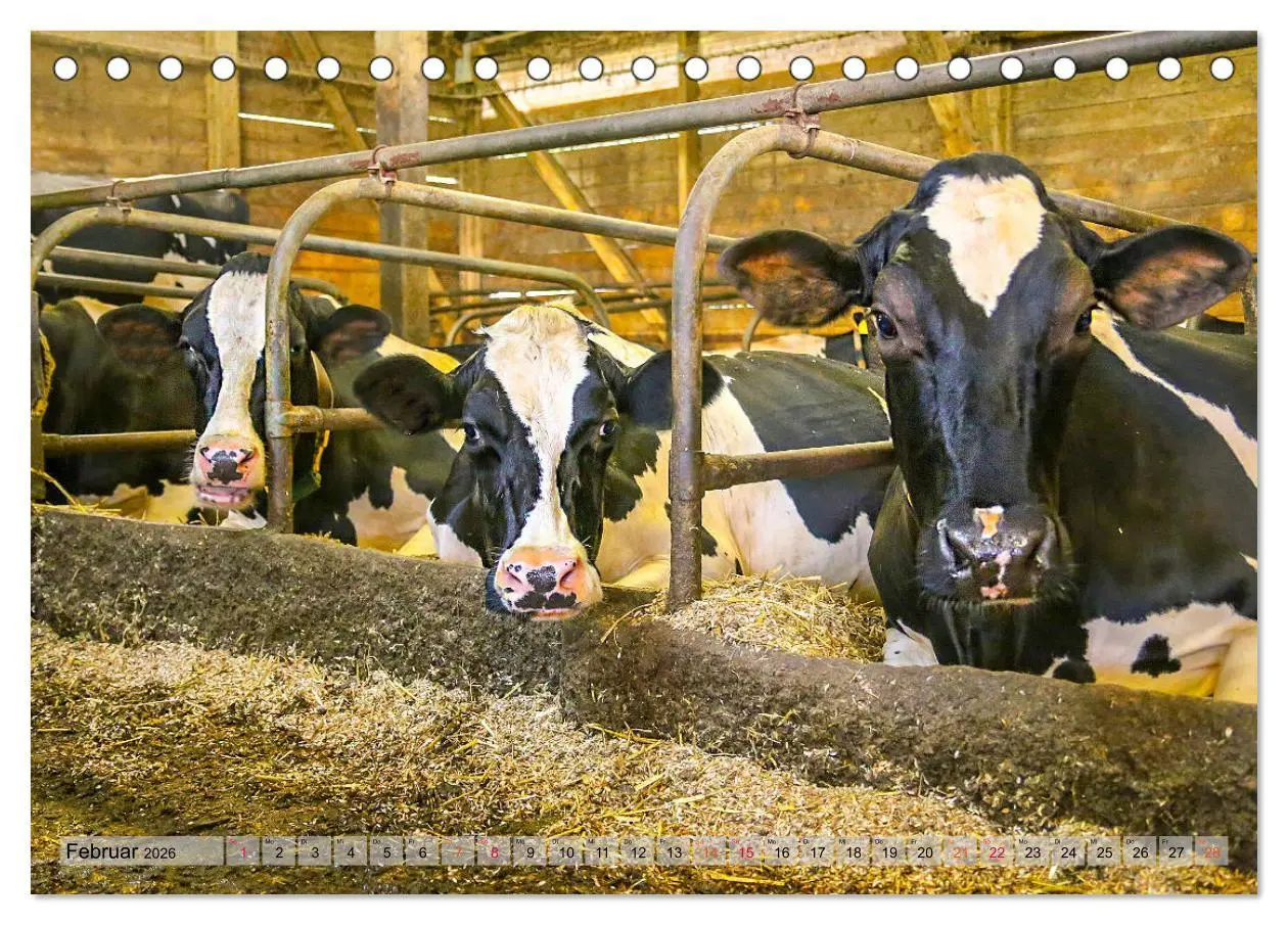 Bild: 9783457835470 | Sanfte Holsteiner (Tischkalender 2026 DIN A5 quer), CALVENDO...