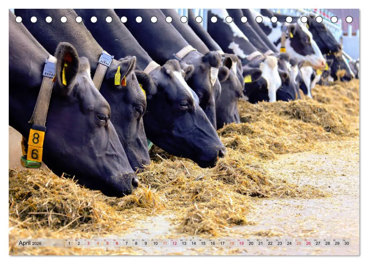 Bild: 9783457835470 | Sanfte Holsteiner (Tischkalender 2026 DIN A5 quer), CALVENDO...