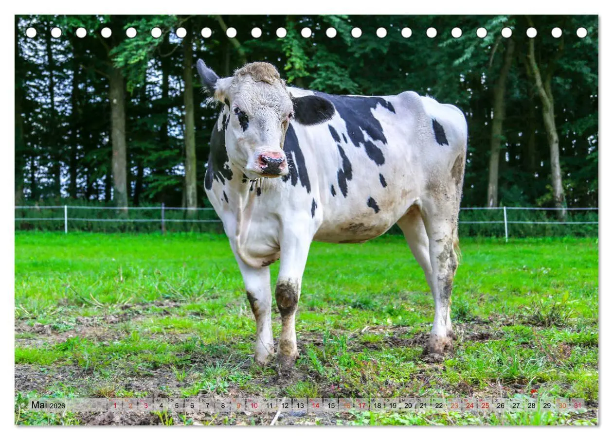 Bild: 9783457835470 | Sanfte Holsteiner (Tischkalender 2026 DIN A5 quer), CALVENDO...