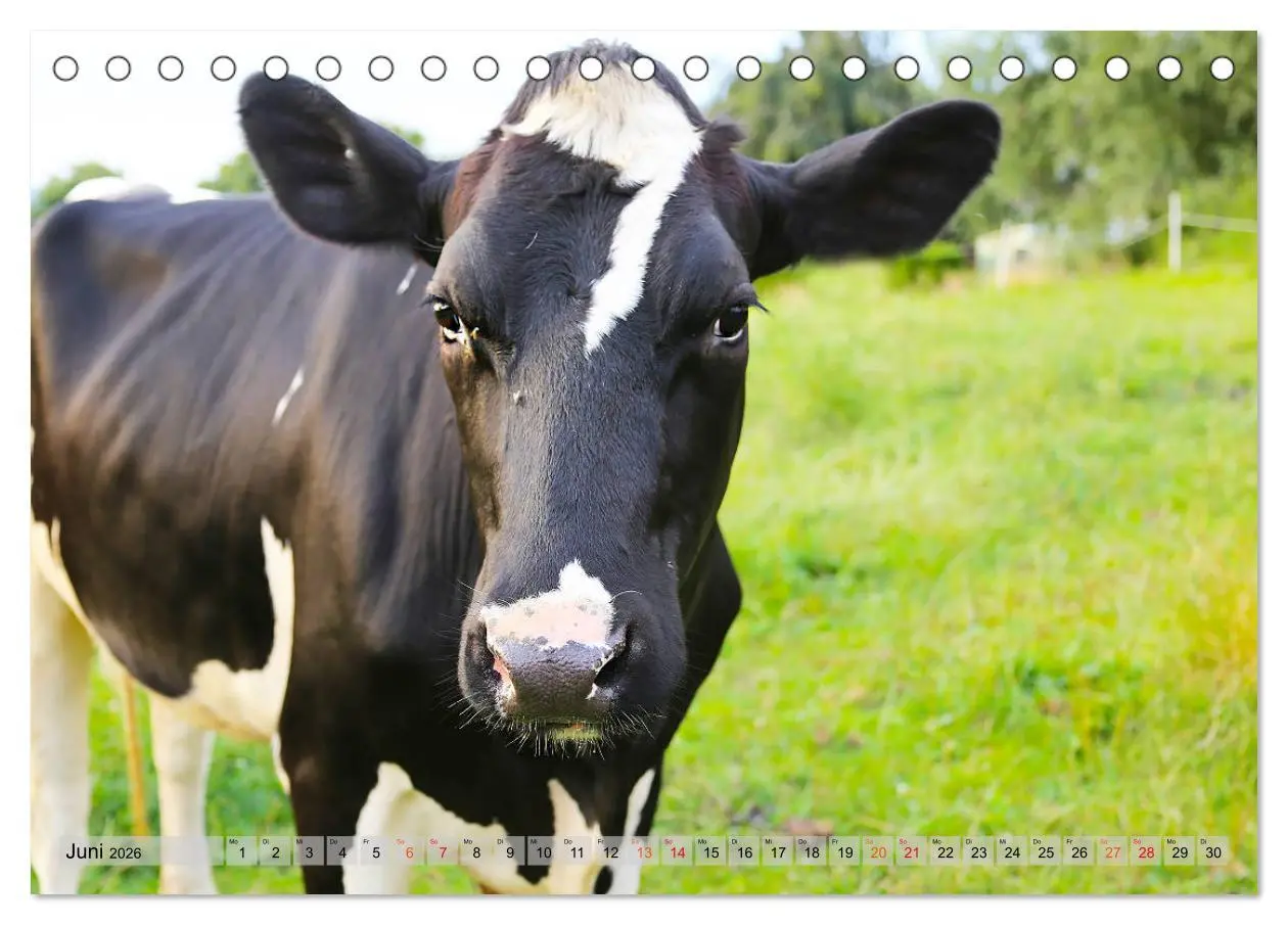 Bild: 9783457835470 | Sanfte Holsteiner (Tischkalender 2026 DIN A5 quer), CALVENDO...