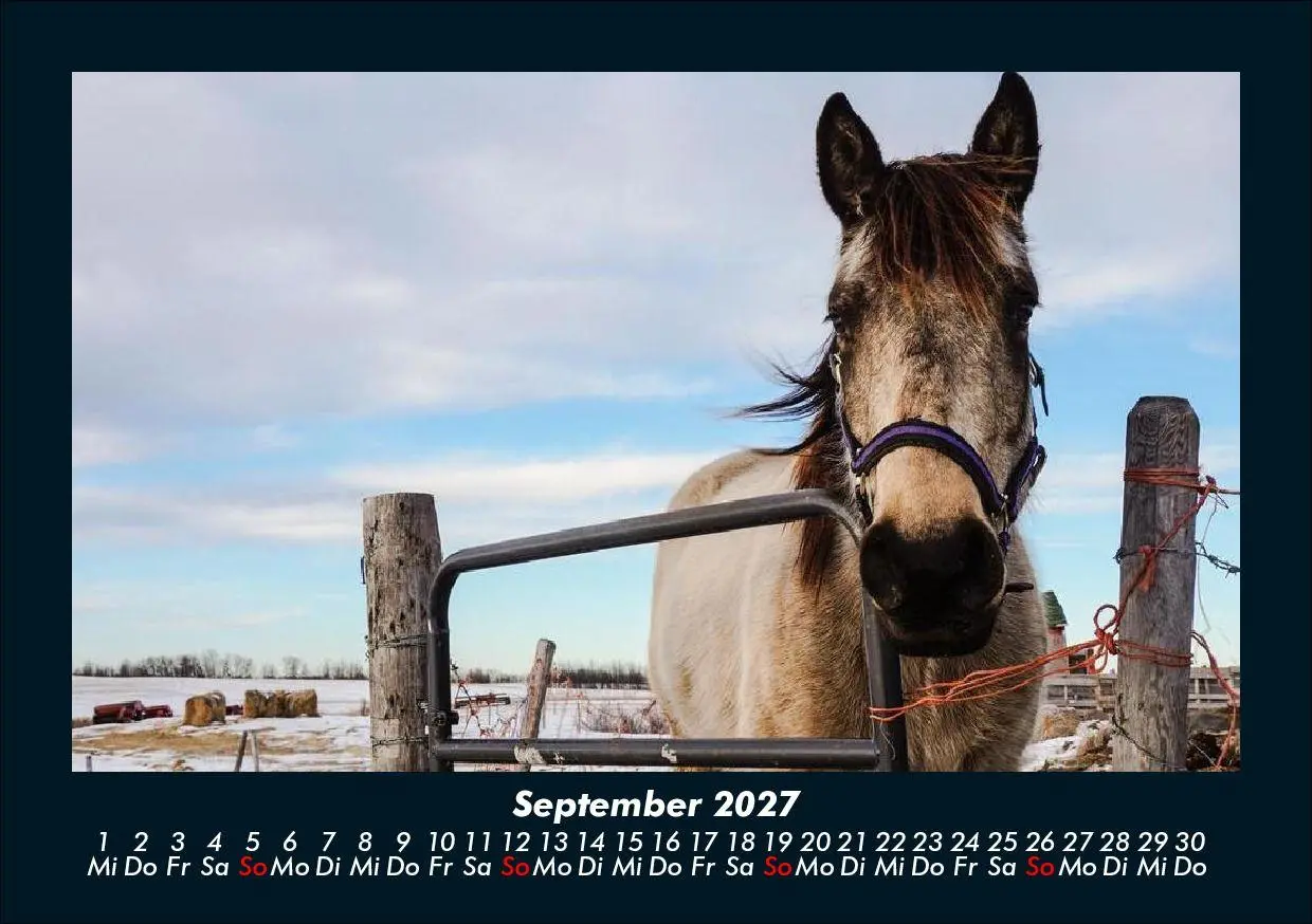 Bild: 9783695435470 | Pferde Kalender 2027 Fotokalender DIN A5 | Tobias Schmitt (u. a.)