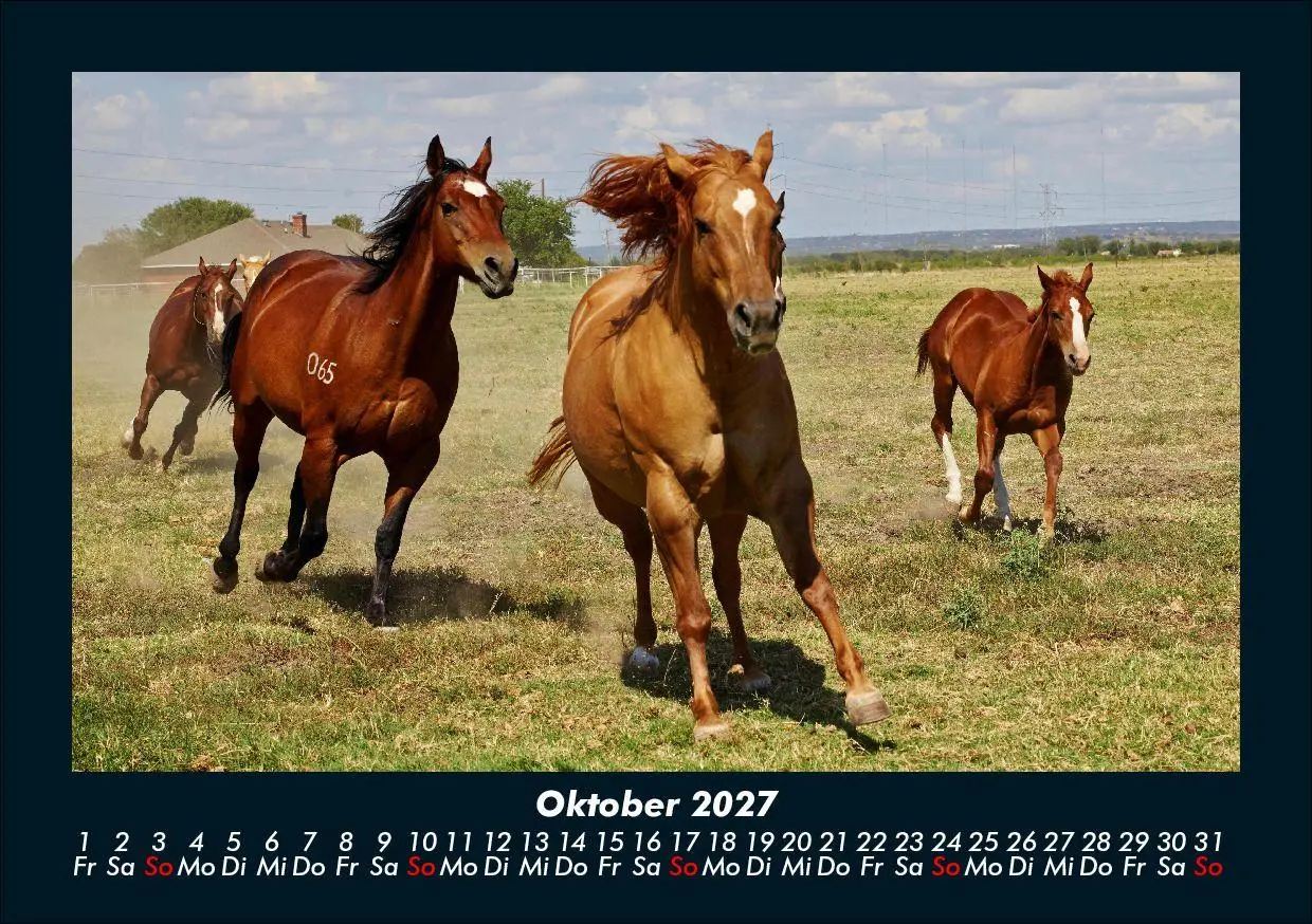 Bild: 9783695435470 | Pferde Kalender 2027 Fotokalender DIN A5 | Tobias Schmitt (u. a.)