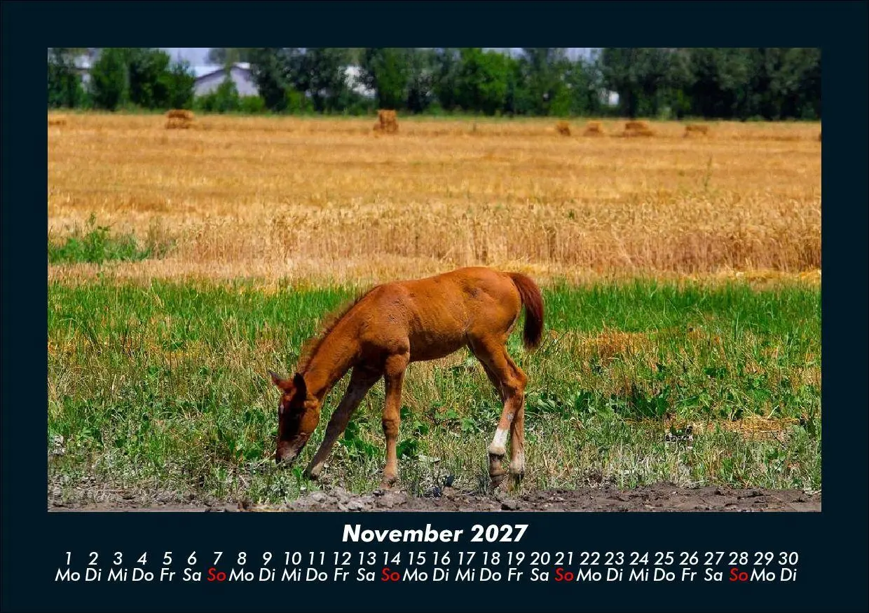 Bild: 9783695435470 | Pferde Kalender 2027 Fotokalender DIN A5 | Tobias Schmitt (u. a.)