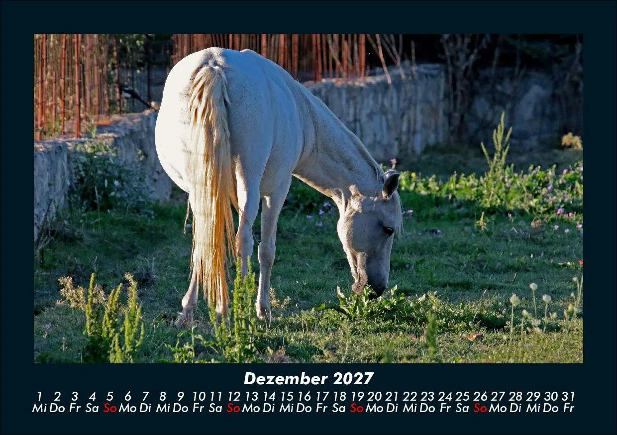 Bild: 9783695435470 | Pferde Kalender 2027 Fotokalender DIN A5 | Tobias Schmitt (u. a.)
