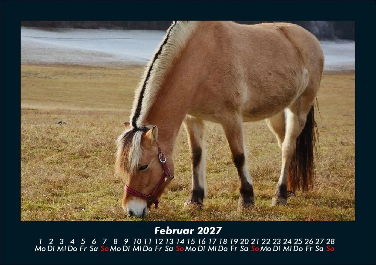 Bild: 9783695435470 | Pferde Kalender 2027 Fotokalender DIN A5 | Tobias Schmitt (u. a.)