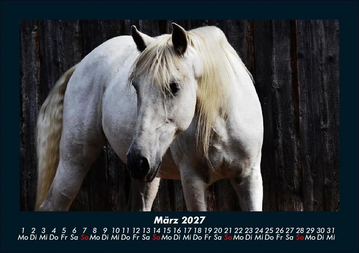 Bild: 9783695435470 | Pferde Kalender 2027 Fotokalender DIN A5 | Tobias Schmitt (u. a.)