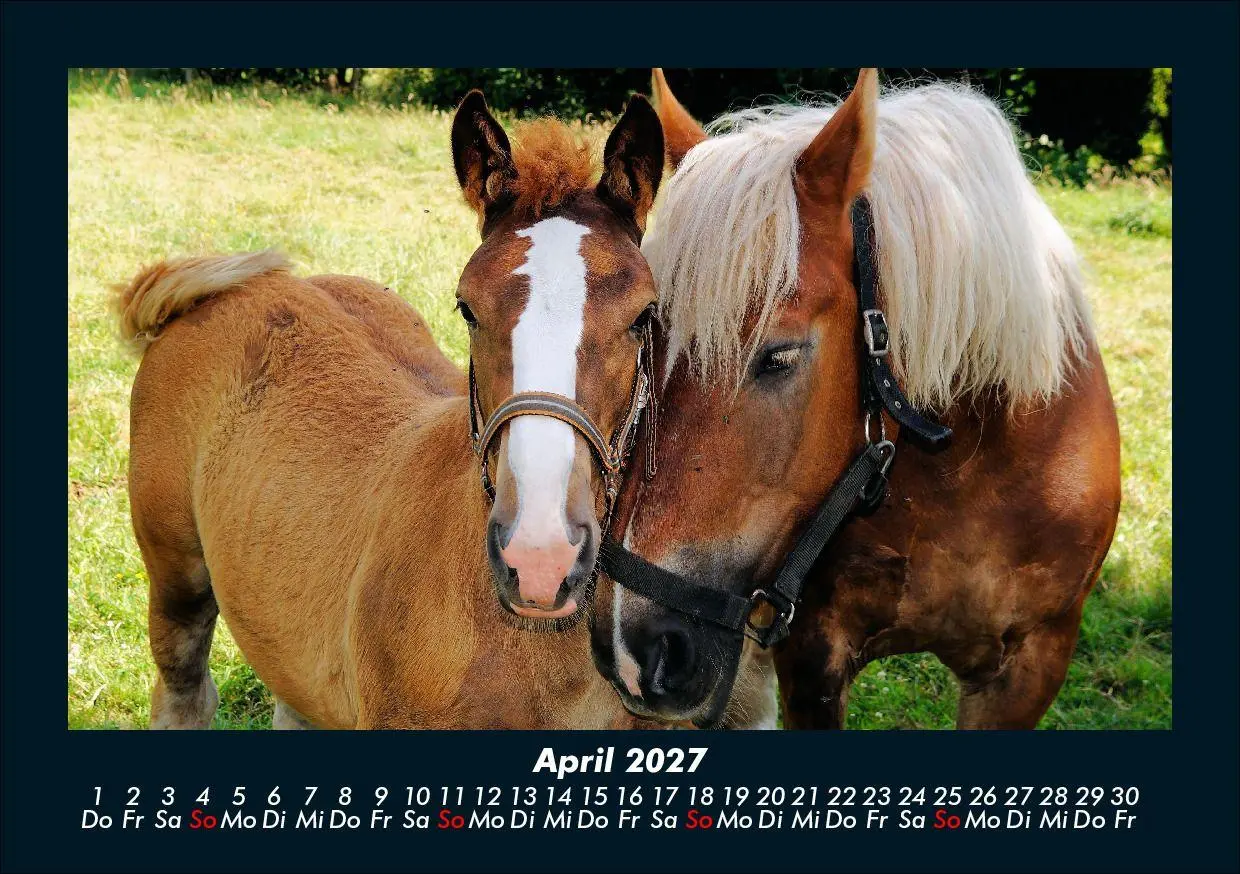 Bild: 9783695435470 | Pferde Kalender 2027 Fotokalender DIN A5 | Tobias Schmitt (u. a.)