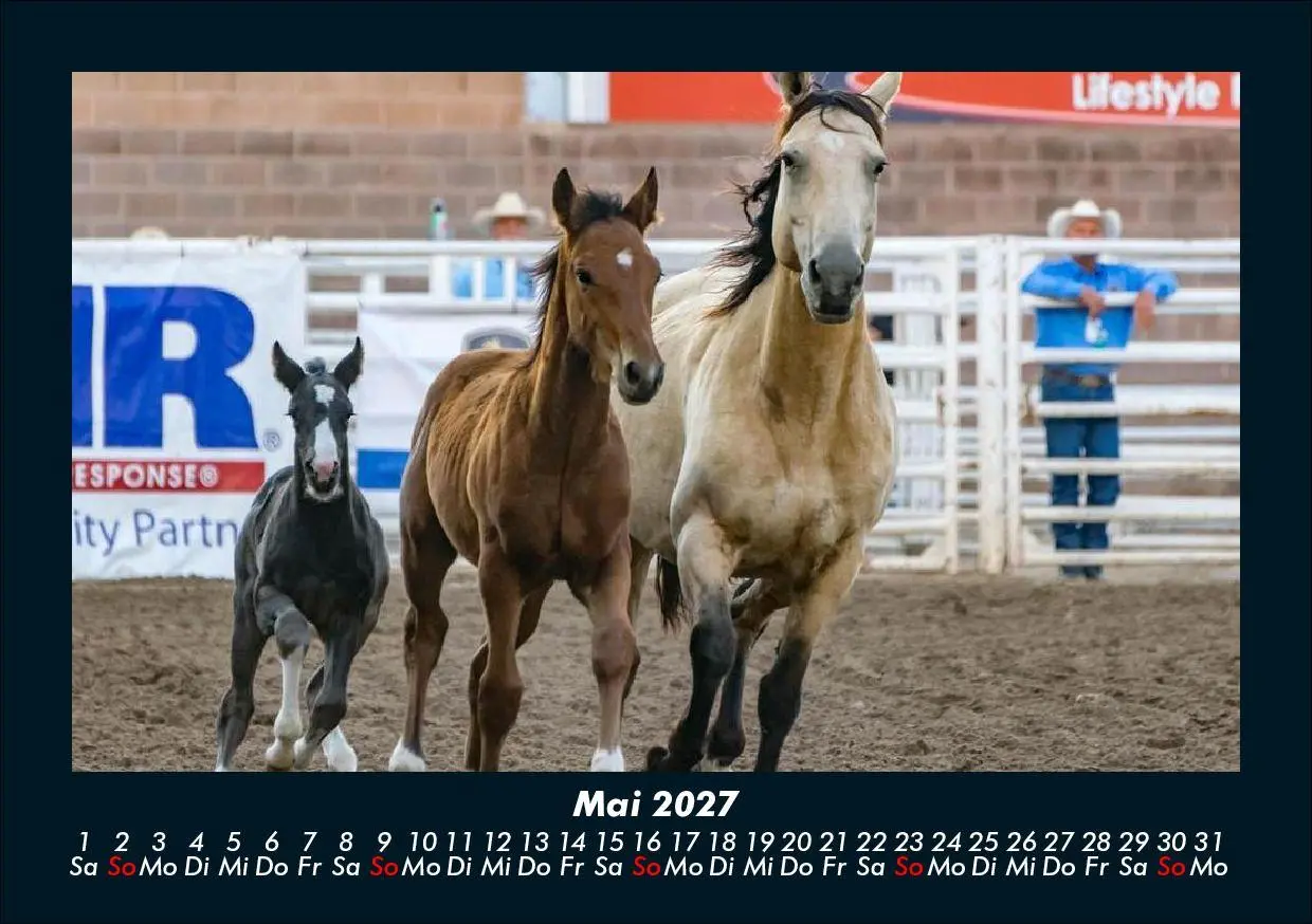 Bild: 9783695435470 | Pferde Kalender 2027 Fotokalender DIN A5 | Tobias Schmitt (u. a.)