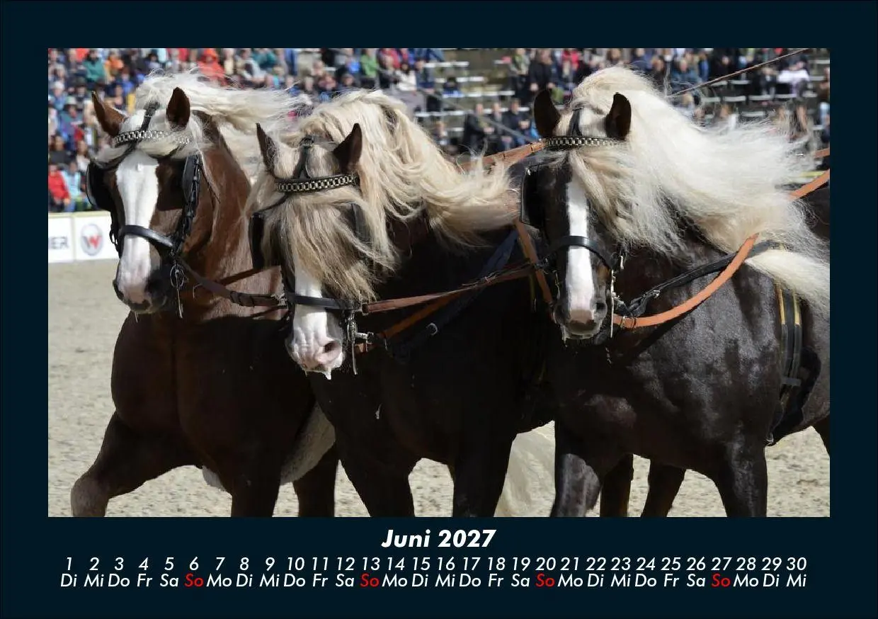 Bild: 9783695435470 | Pferde Kalender 2027 Fotokalender DIN A5 | Tobias Schmitt (u. a.)