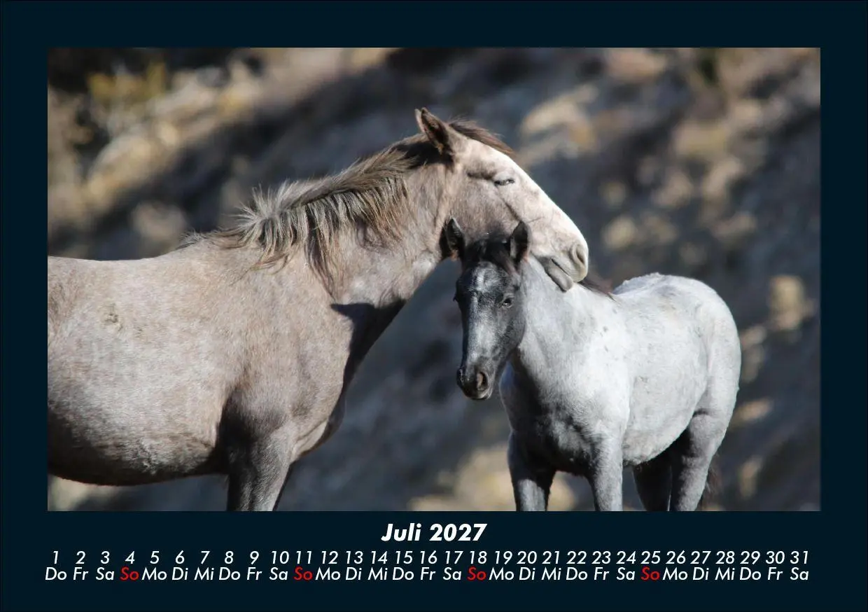 Bild: 9783695435470 | Pferde Kalender 2027 Fotokalender DIN A5 | Tobias Schmitt (u. a.)