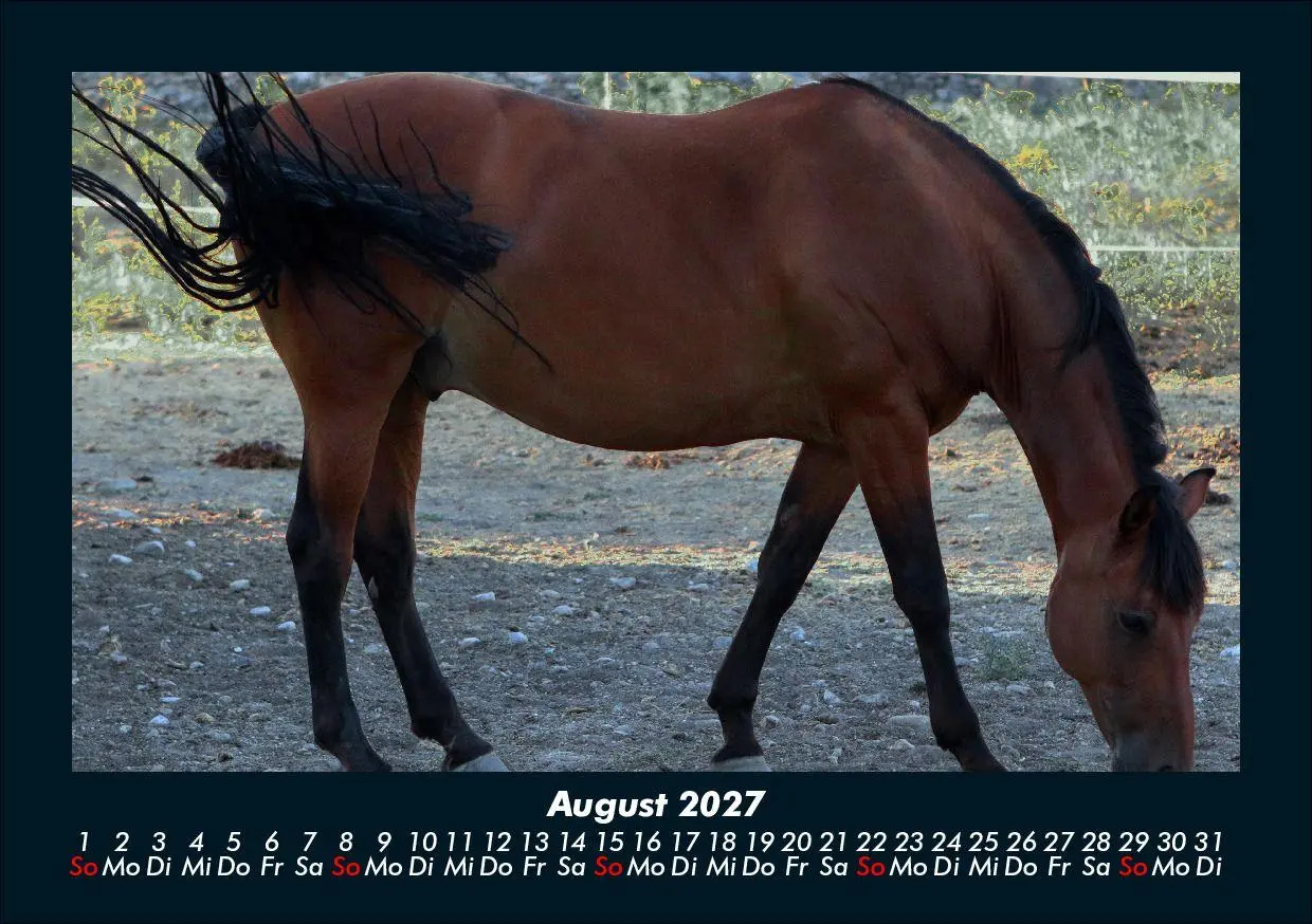 Bild: 9783695435470 | Pferde Kalender 2027 Fotokalender DIN A5 | Tobias Schmitt (u. a.)