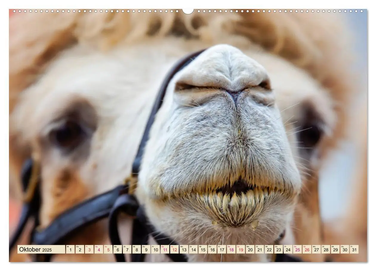 Bild: 9783435355570 | Kamel Gesichter (Wandkalender 2025 DIN A2 quer), CALVENDO...