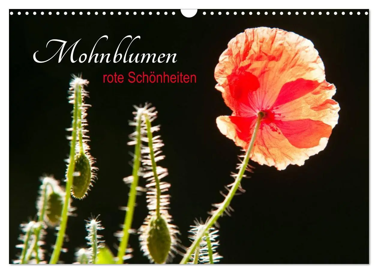 Cover: 9783457975770 | Mohnblumen - rote Schönheiten (Wandkalender 2026 DIN A3 quer),...