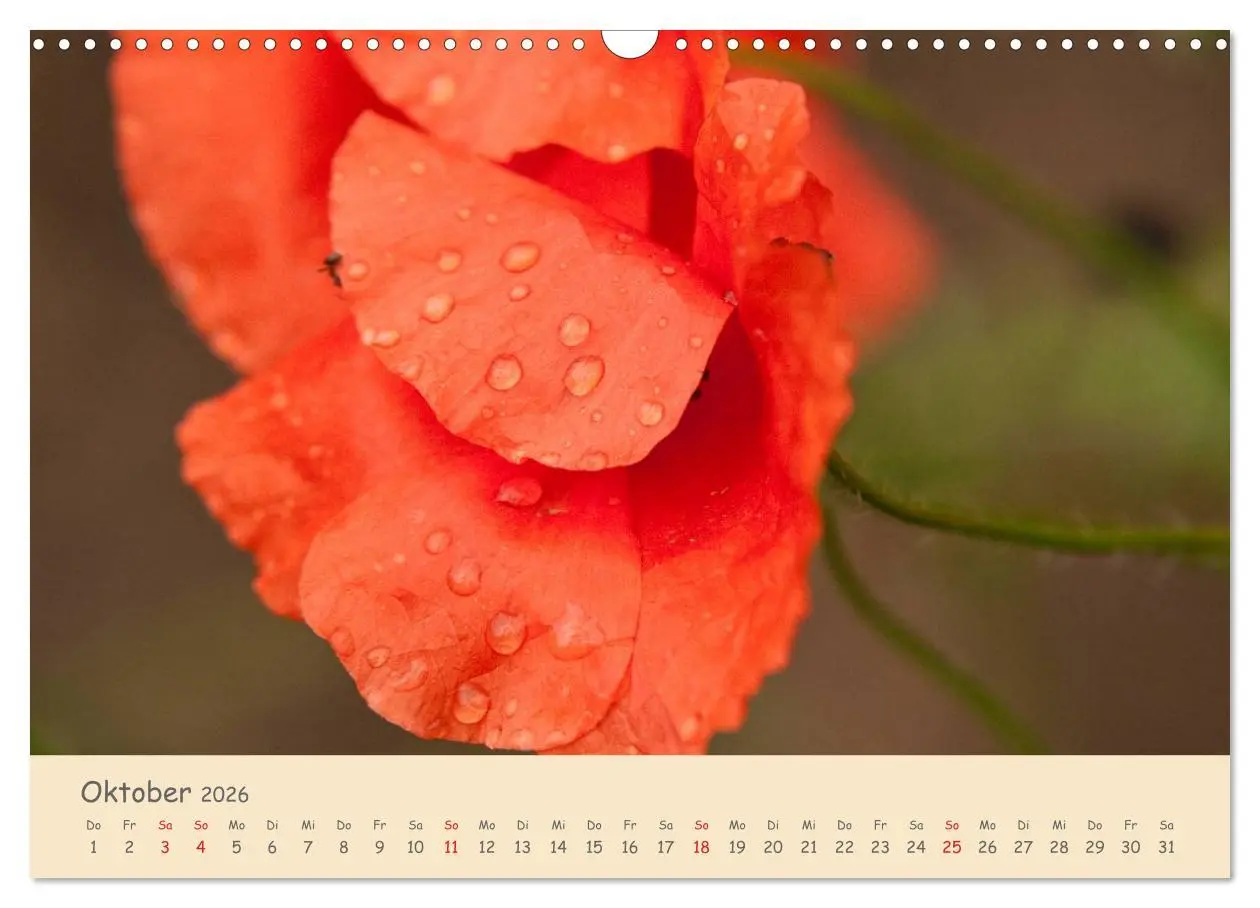 Bild: 9783457975770 | Mohnblumen - rote Schönheiten (Wandkalender 2026 DIN A3 quer),...