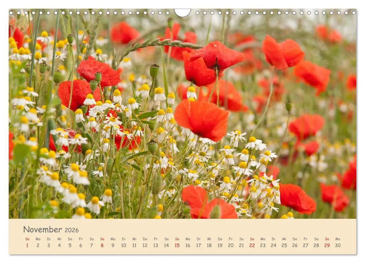 Bild: 9783457975770 | Mohnblumen - rote Schönheiten (Wandkalender 2026 DIN A3 quer),...