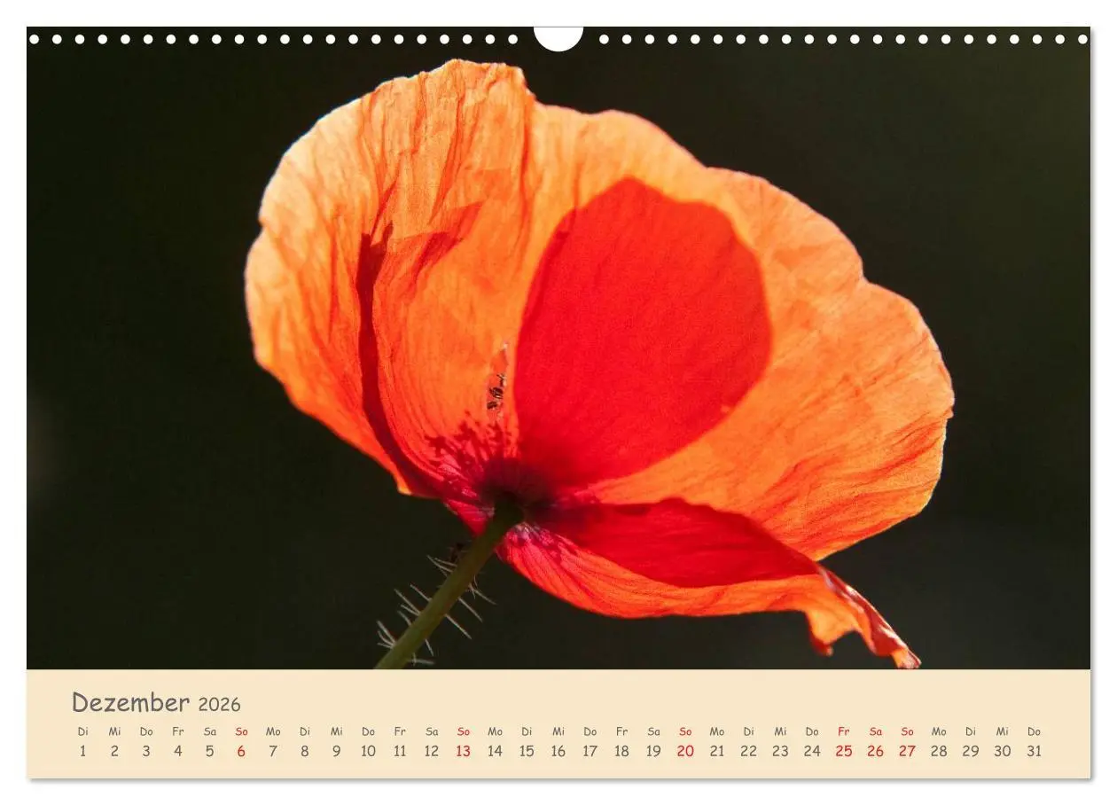 Bild: 9783457975770 | Mohnblumen - rote Schönheiten (Wandkalender 2026 DIN A3 quer),...