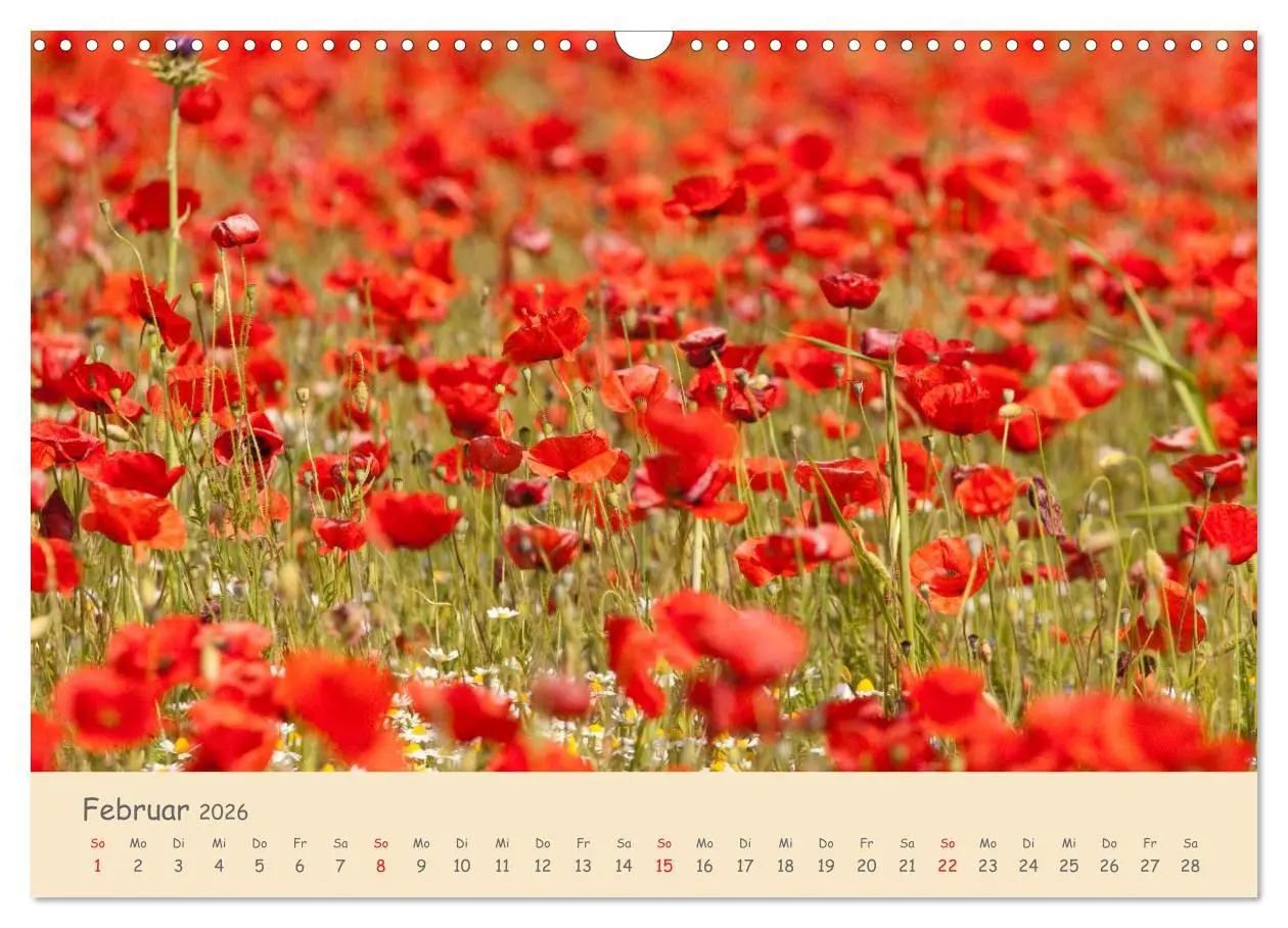 Bild: 9783457975770 | Mohnblumen - rote Schönheiten (Wandkalender 2026 DIN A3 quer),...